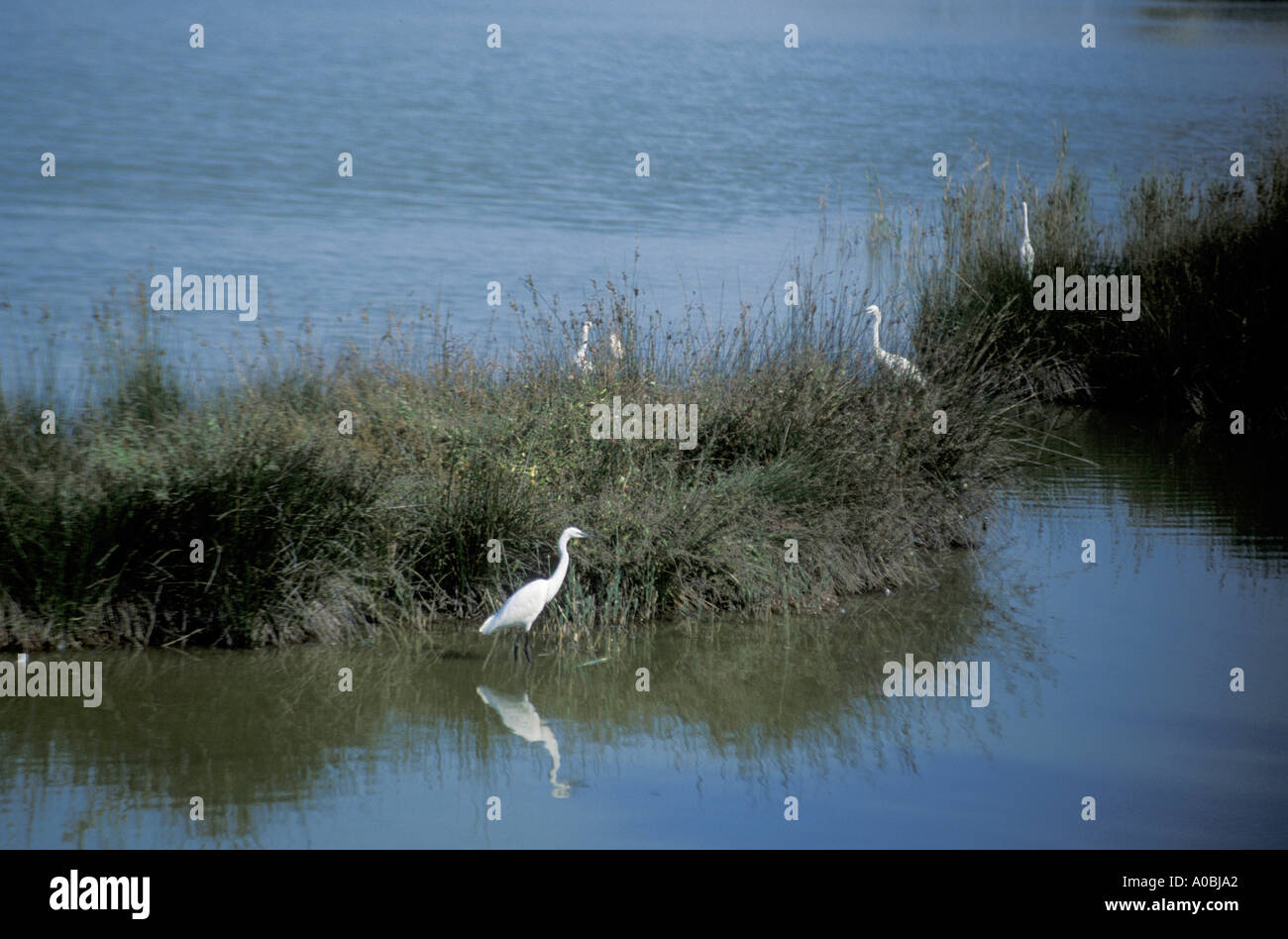 Naturschutzgebiet von der Mündung des Flusses Marano Lagunare Friaul-Julisch Venetien Italien Stella Stockfoto