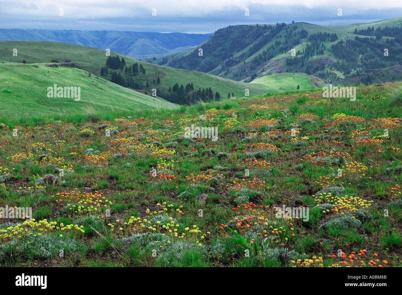 Wilder Buchweizen Sp Eriogonum Blumen Zumwalt Prairie Nature Conservatory Oregon Stockfoto