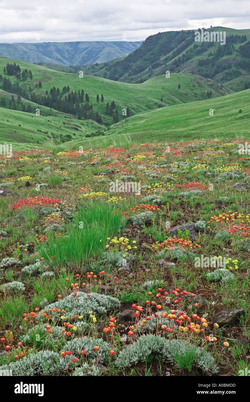 Wilder Buchweizen Sp Eriogonum Blumen Zumwalt Prairie Nature Conservatory Oregon Stockfoto