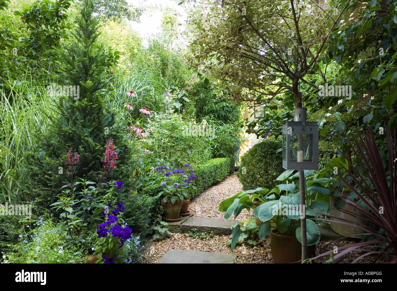 Kiesweg in einem London-Garten mit Laterne und Buchsbaum Hecke Stockfoto