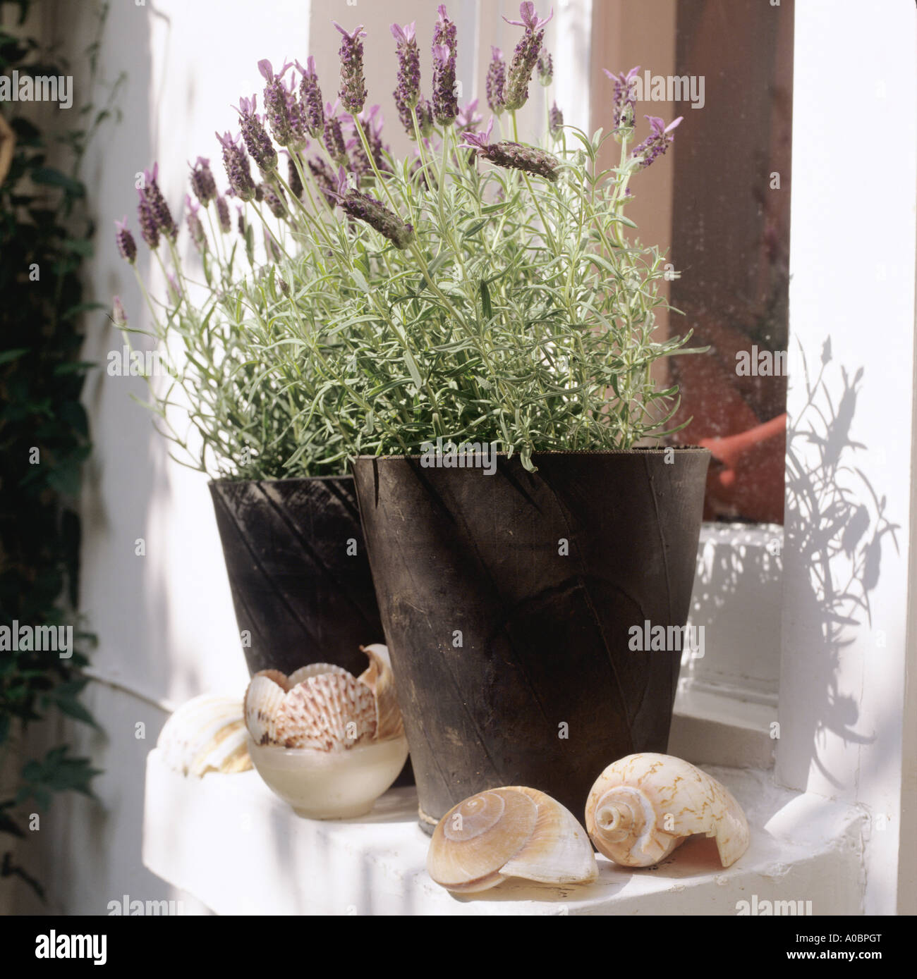 Lavendel Töpfen auf der Fensterbank mit Muscheln Stockfoto