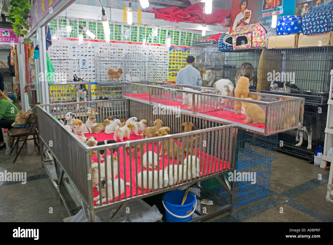 china-shanghai-puppies-sale-in-fotos-und-bildmaterial-in-hoher