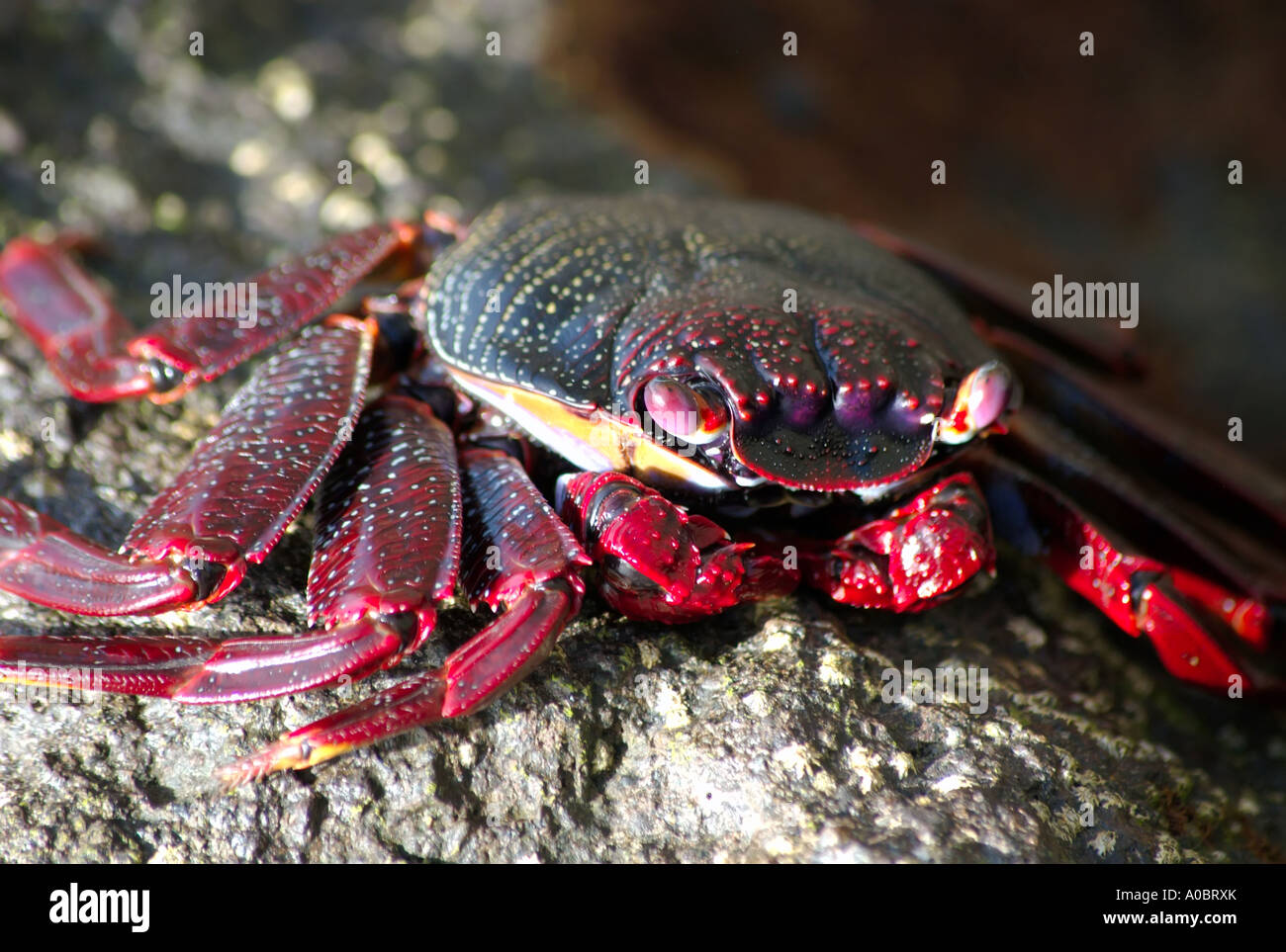 Eine Art rote Krabbe Gecarcoidea Natalis eingefangen in Patalavaca auf Gran Canaria Spain 06 10 2006 Gran Canaria gehört zu den Canar Stockfoto