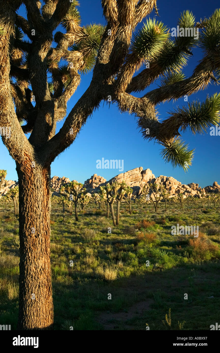 Joshua Bäume in Joshua Tree Nationalpark Kalifornien Stockfoto