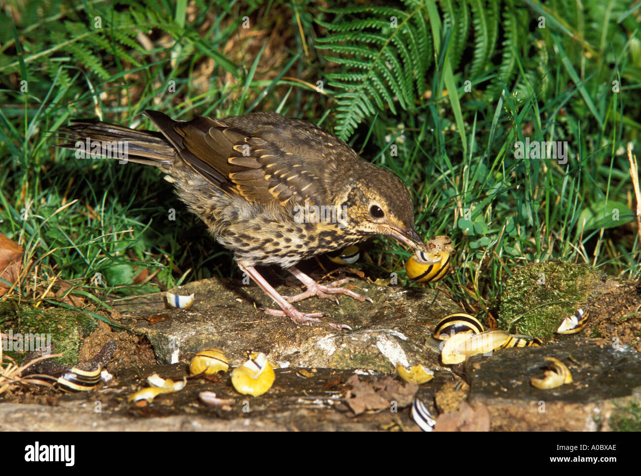 Singdrossel Turdus Philomelos Erwachsenen Zerschlagung Schnecke auf Amboss Felsen Stockfoto