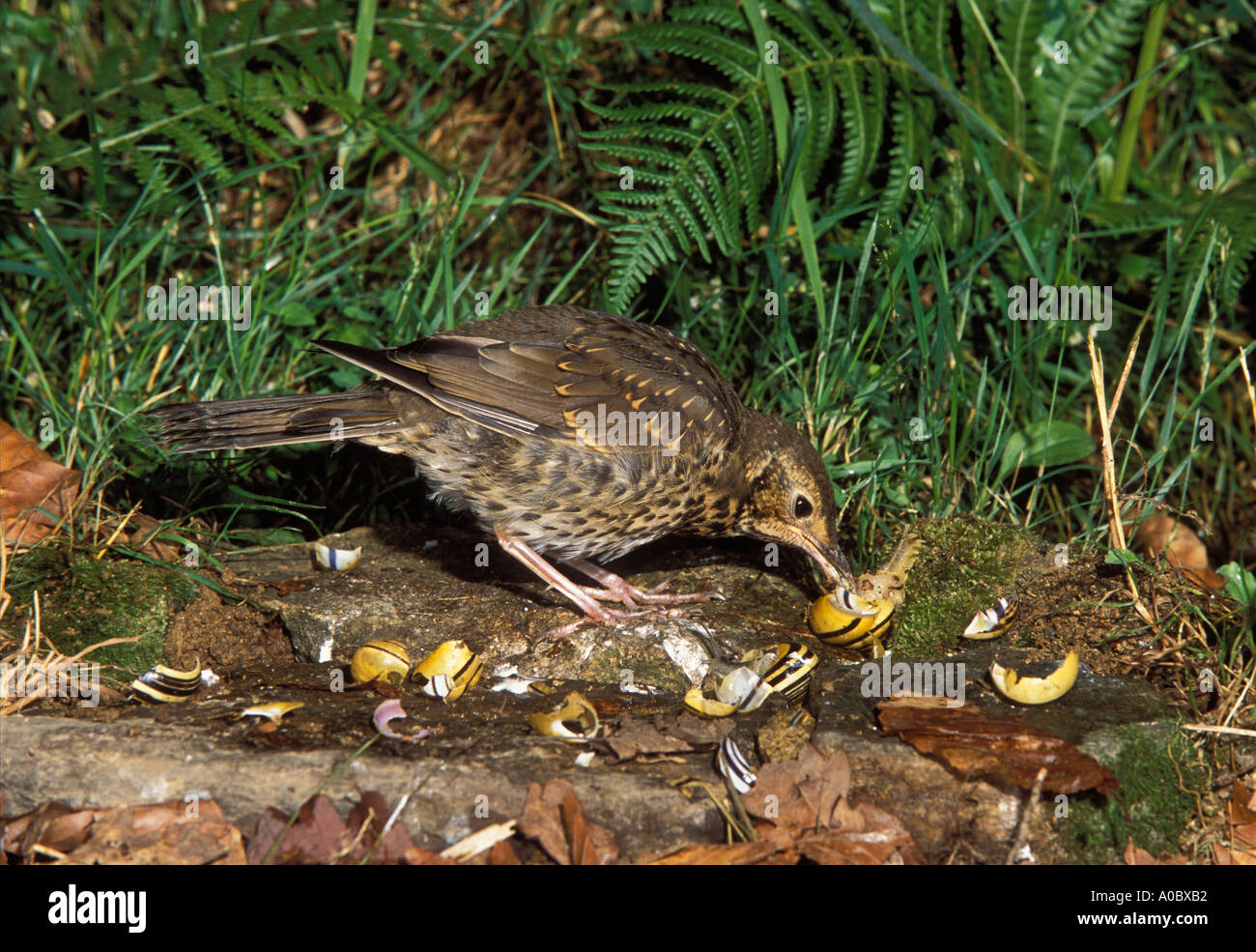 SINGDROSSEL Turdus Philomelos Erwachsenen Zerschlagung Schnecke auf Amboss Felsen Stockfoto