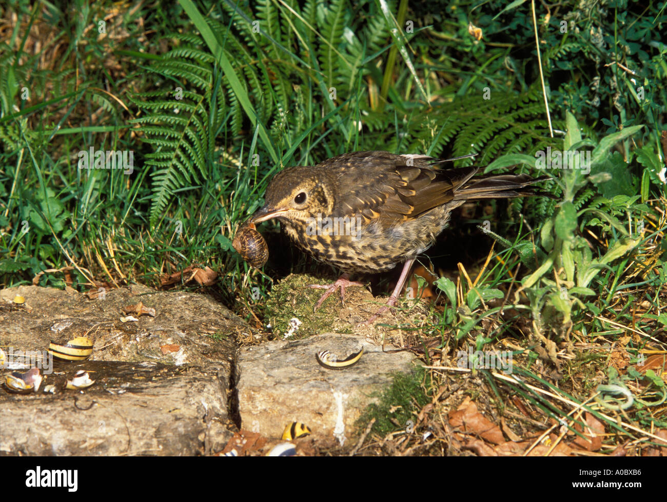 Singdrossel Turdus Philomelos Erwachsenen Zerschlagung Schnecke auf Amboss Felsen Stockfoto
