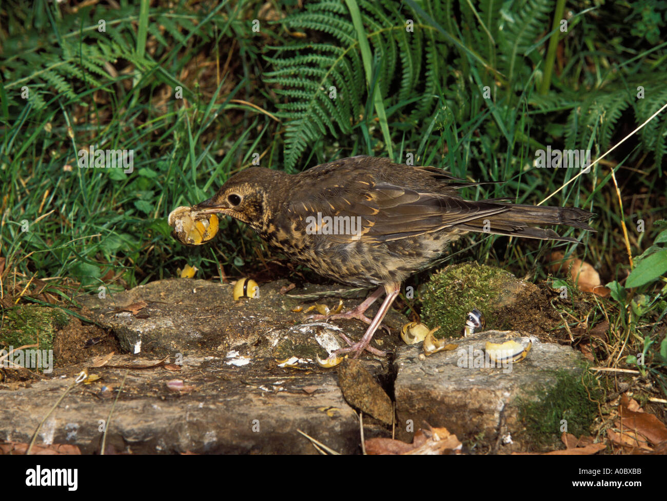 Singdrossel Turdus Philomelos Erwachsenen Zerschlagung Schnecke auf Amboss Felsen Stockfoto