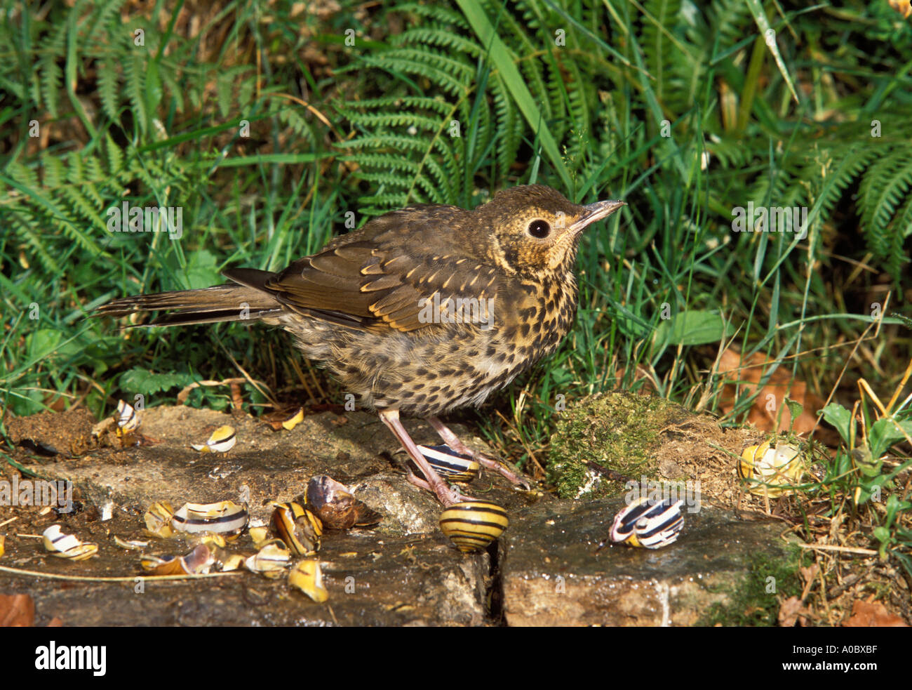 Singdrossel Turdus Philomelos smash Schnecke auf Amboss Felsen Erwachsenen wird vorbereitet Stockfoto