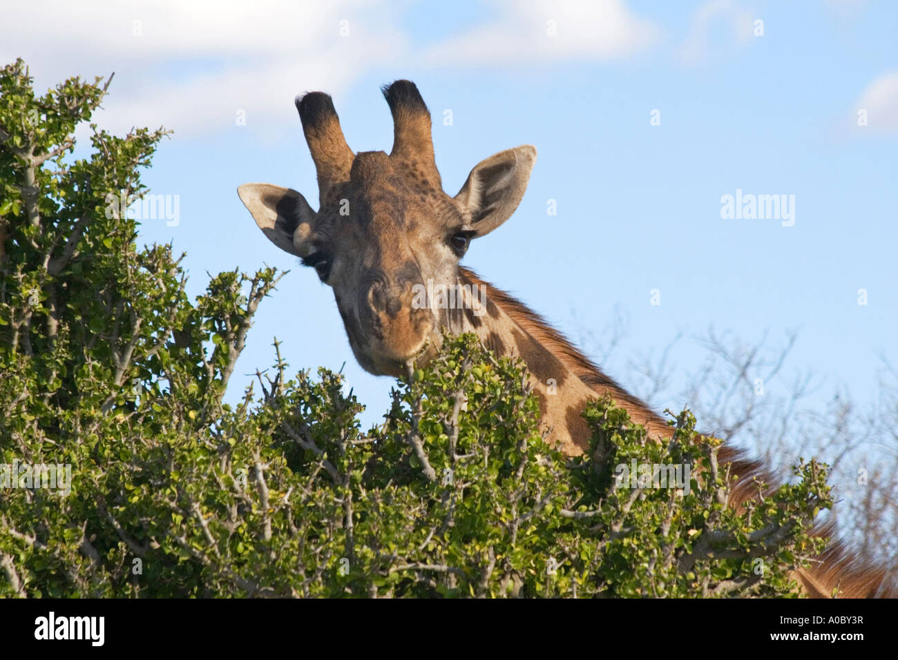 Giraffe füttern Masai Mara Kenia Afrika Stockfoto