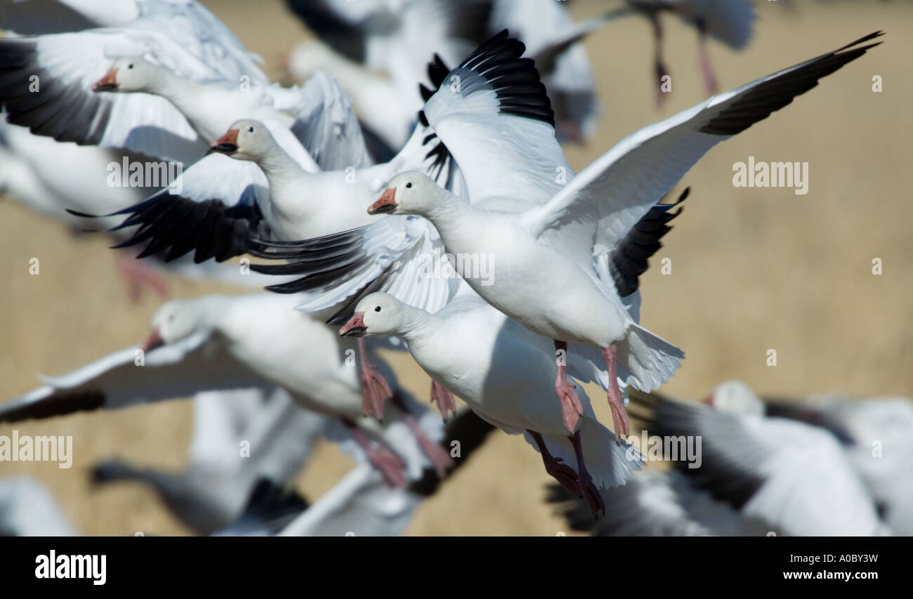 Bosque del Apache - New Mexico - USA Gruppe von Schneegänsen ausziehen Ojes des Neiges Chen caerulescens Stockfoto