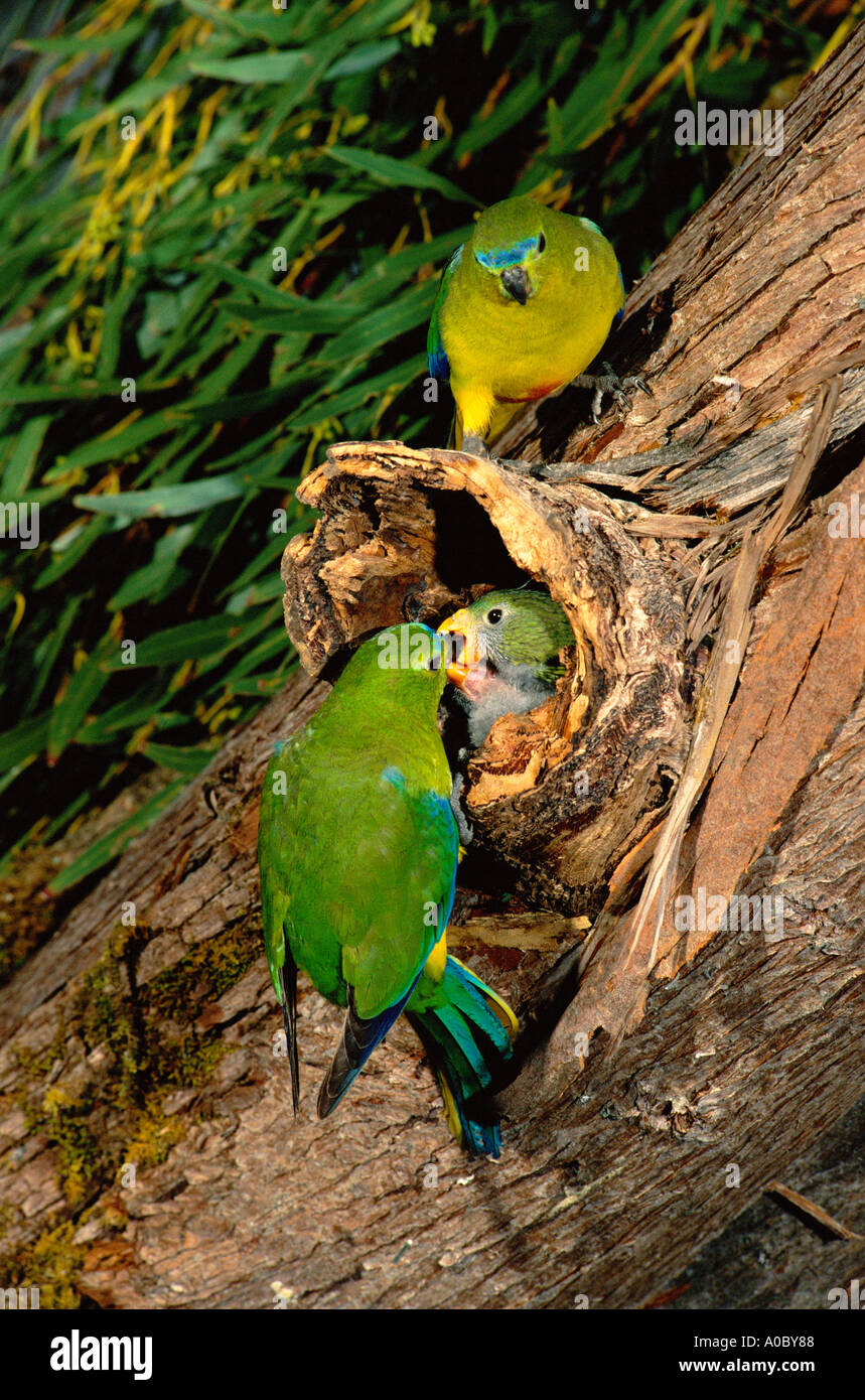 Orange bellied Papagei Neophema Chrysogaster Männchen und Weibchen mit Küken im Nest South West Tasmanien kritisch gefährdet Stockfoto