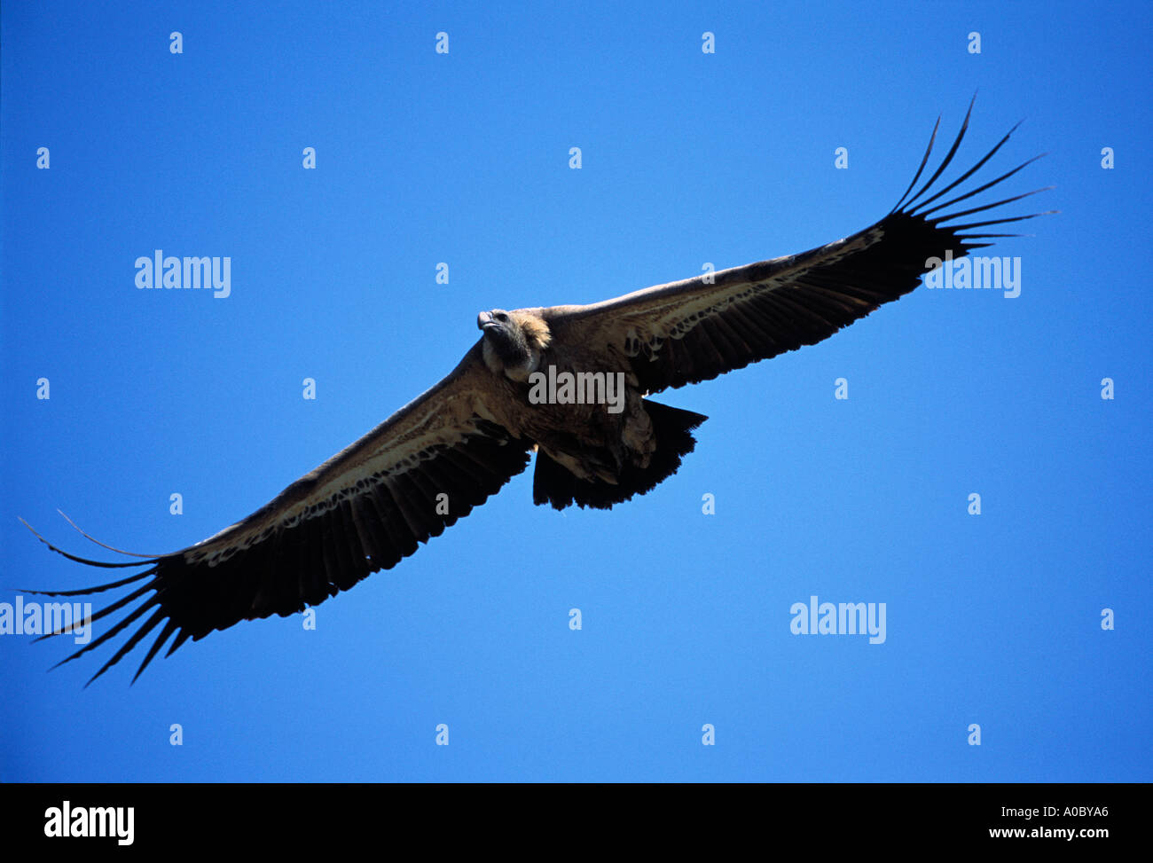 Europäische Griffon Vulture abgeschottet Fulvus im Flug Spanien Stockfoto