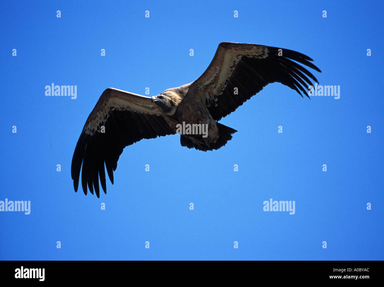 Europäische Griffon Vulture abgeschottet Fulvus im Flug Spanien Stockfoto