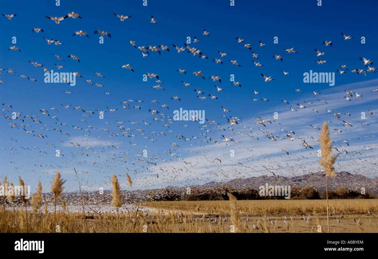 Bosque del Apache - New Mexico - USA Schneegänsen fliegen über einem Maisfeld Ojes des Neiges Chen caerulescens Stockfoto