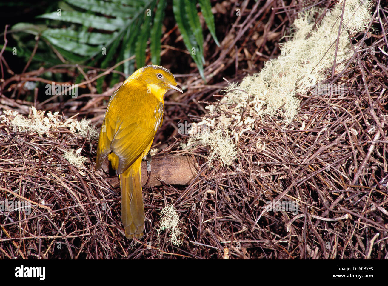 Goldene LAUBENVOGEL Prionodura Newtoniana Männchen bei Laube Nord-Queensland-Australien Stockfoto