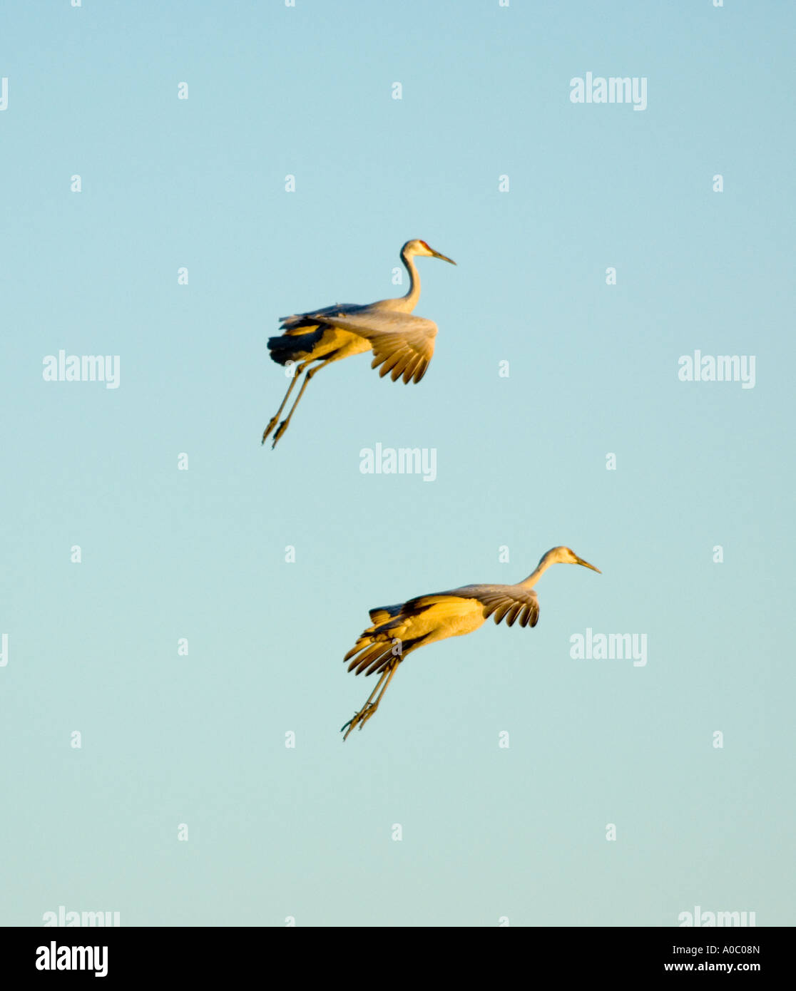 Bosque del Apache - New Mexico - USA Sandhill Kräne kommen zum Schlafplatz am Sonnenuntergang Grues du Canada Grus canadensis Stockfoto