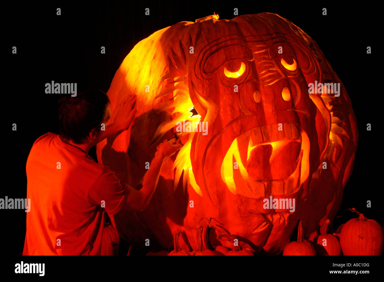 Künstler schnitzt Jack O Lantern aus riesigen 1502 Pfund Kürbis Stockfoto