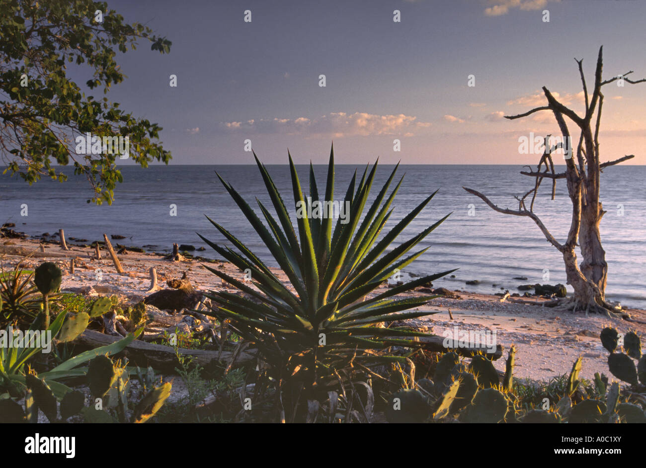Spanischer Dolch, Feigenkakteen am Strand von Juwel Schlüssel, Ten Thousand Islands Bereich Everglades Nat Park, Florida, USA Stockfoto