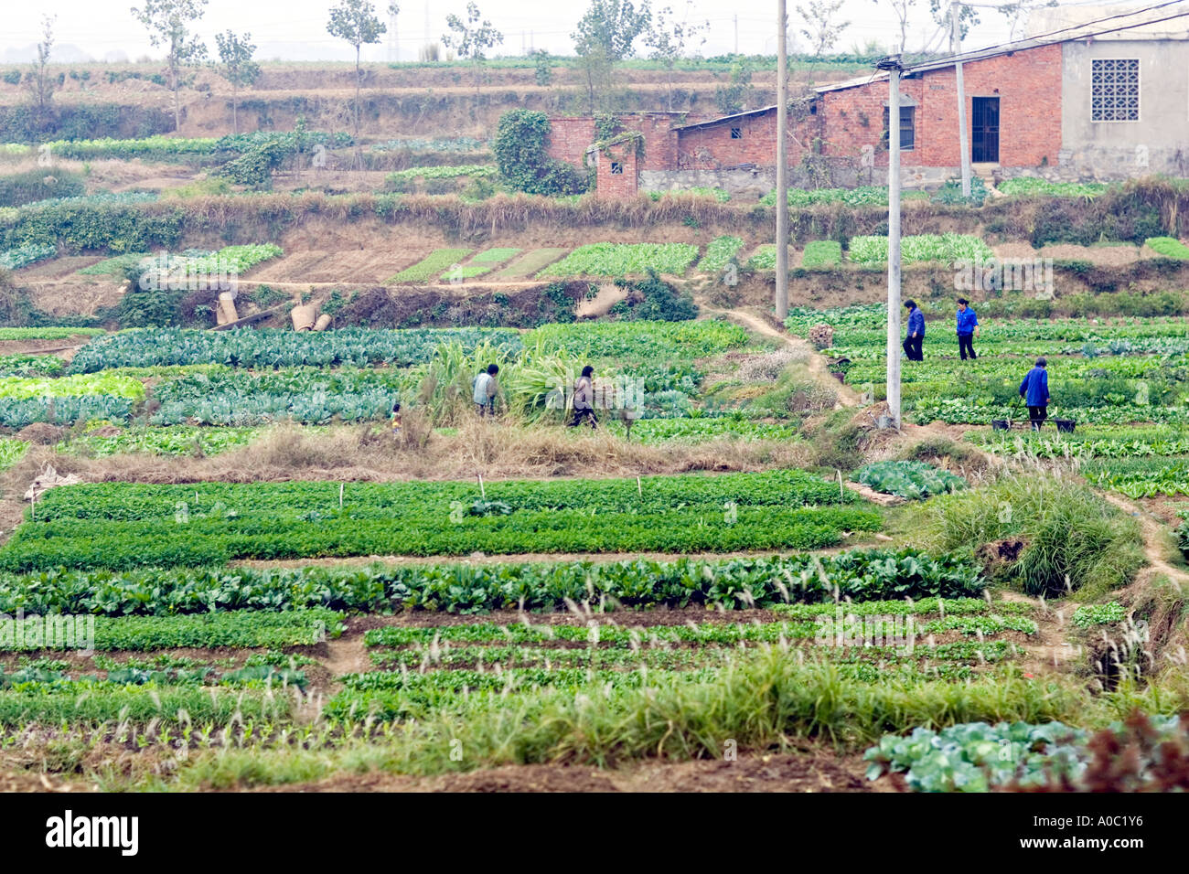 CHINA SHANGHAI-Chinesen arbeiten in ihren kleinen Schrebergärten am Stadtrand von Shanghai Stockfoto