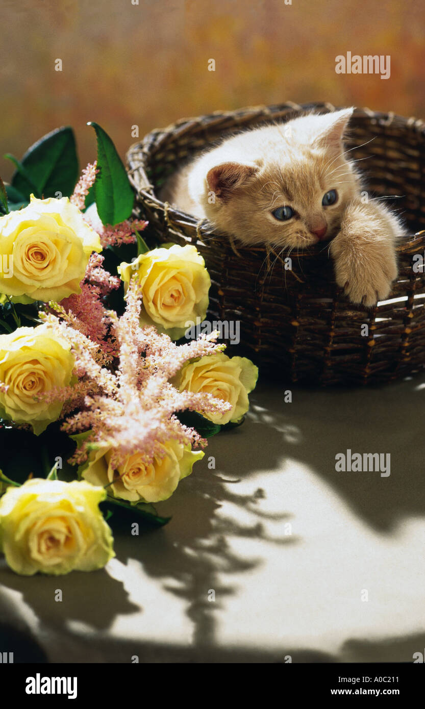Kätzchen im Korb Blumen Rosen Stockfoto