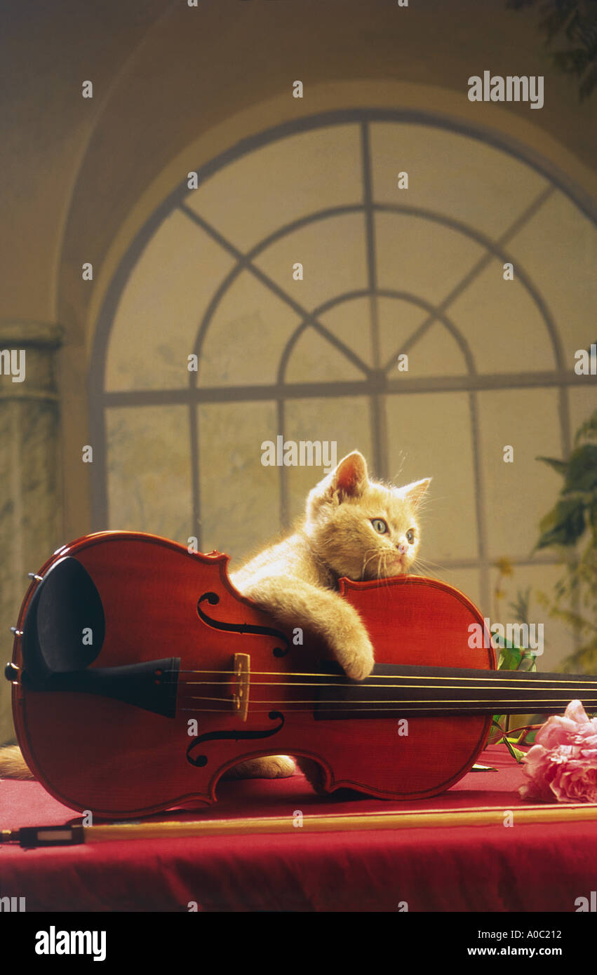 Kätzchen spielen Violine Musik maestro Stockfoto