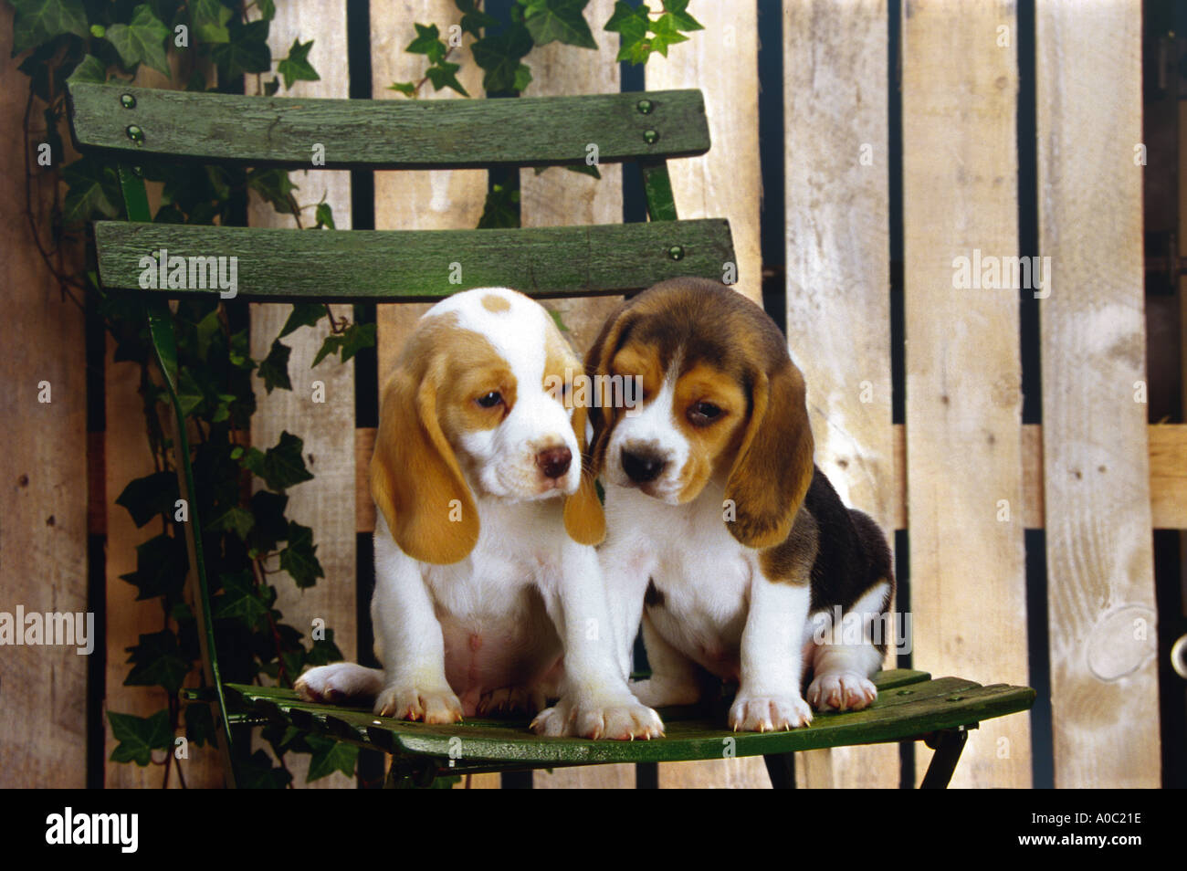 Haustiere auf Stuhl Welpen Beagle Stockfoto