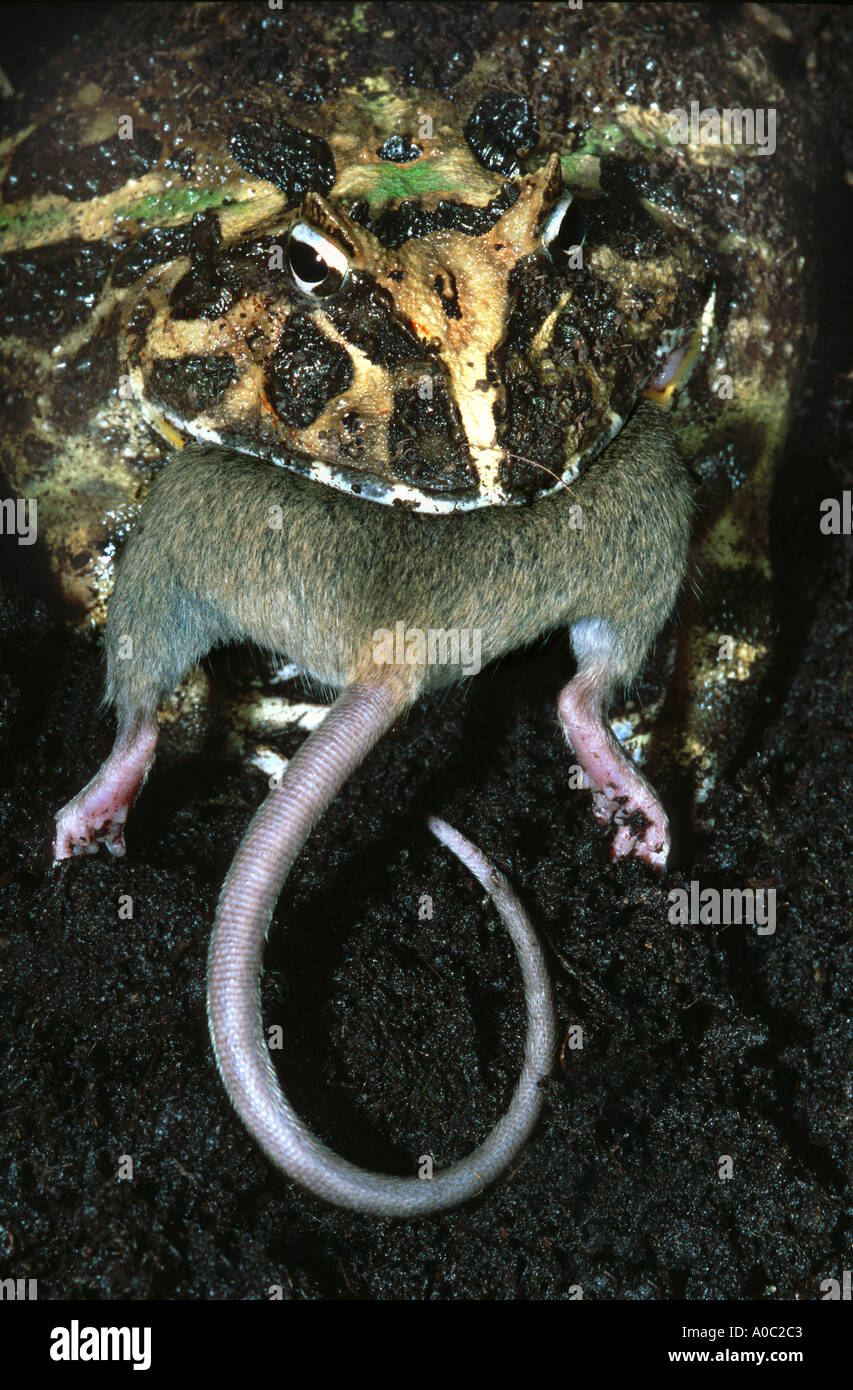 Frosch Maus Stockfotos und -bilder Kaufen - Alamy