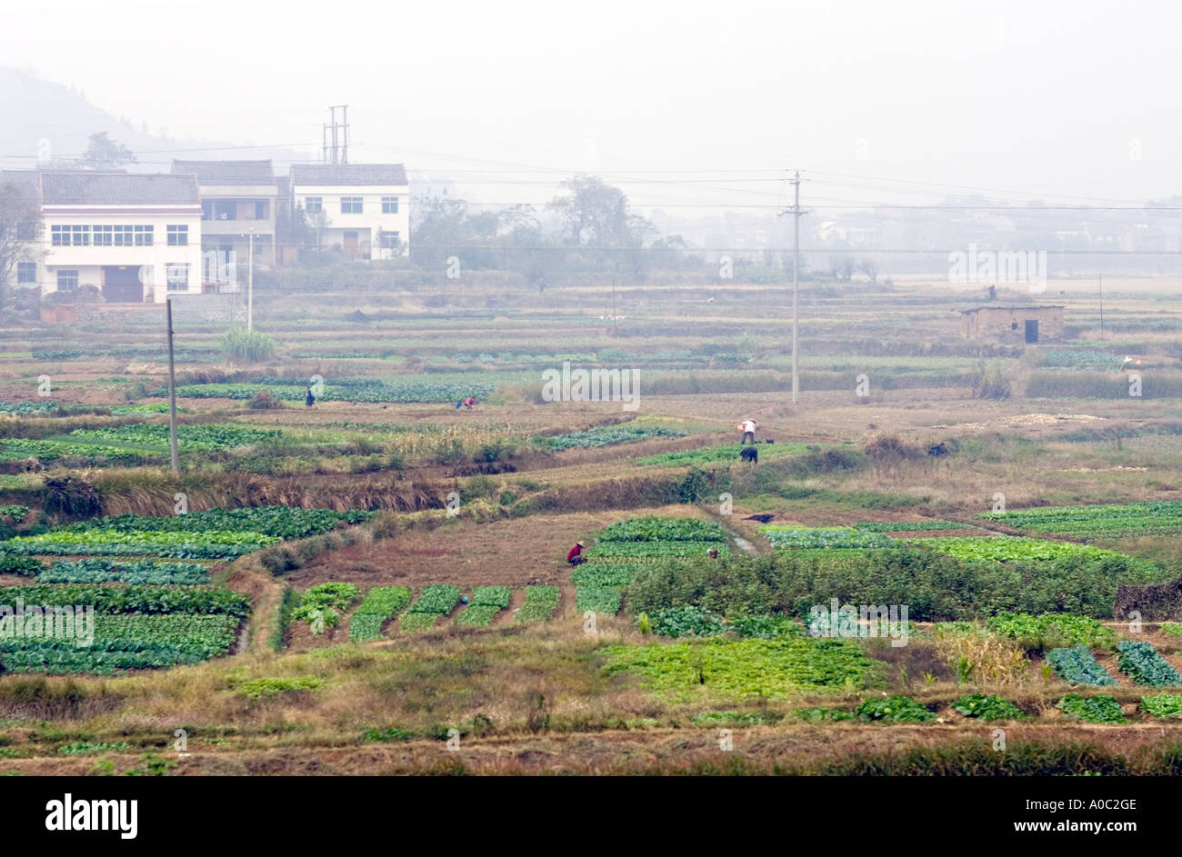 CHINA SHANGHAI-Chinesen arbeiten in ihren kleinen Schrebergärten am Stadtrand von Shanghai Stockfoto