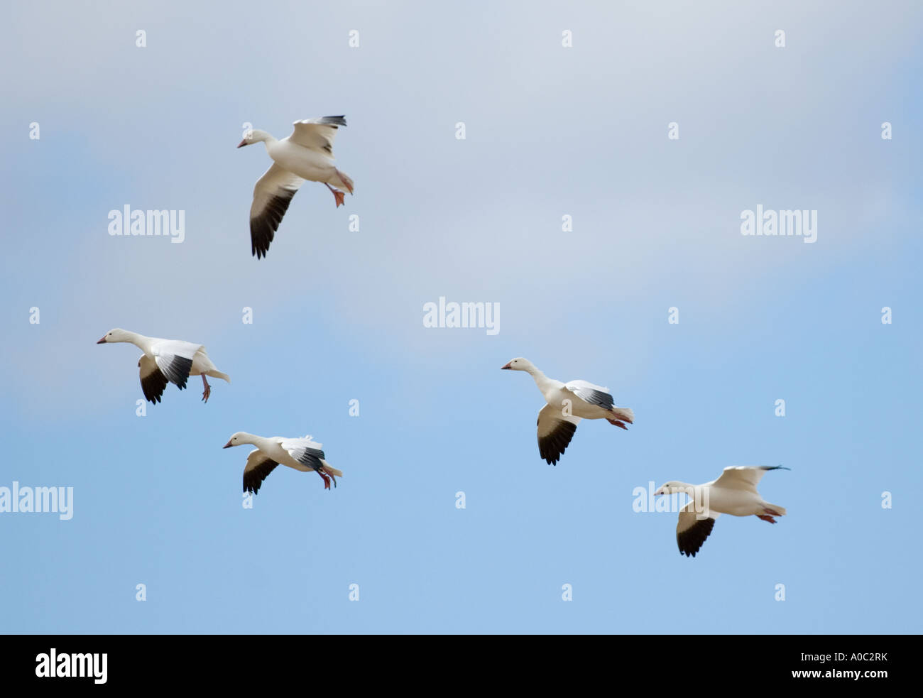 Bosque del Apache - New Mexico - USA Schneegänse Landung Ojes des Neiges Chen caerulescens Stockfoto