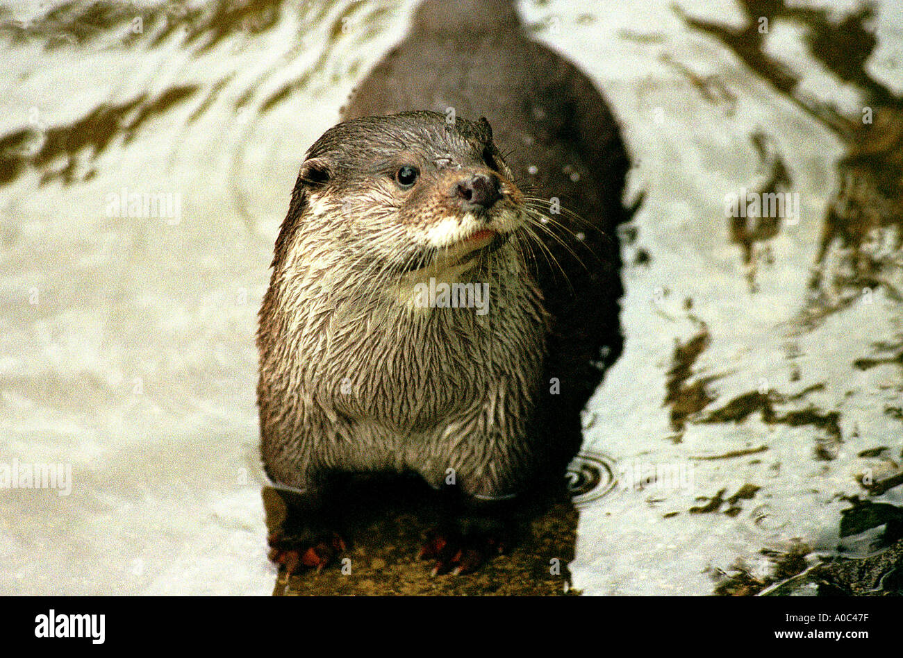 Britische Otter in der Wallfahrtskirche South Devon Stockfoto