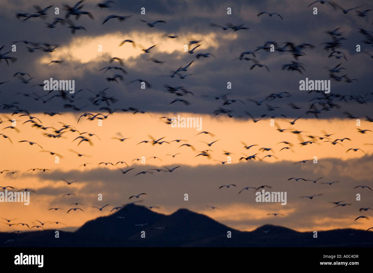 Bosque del Apache - New Mexico - USA Schneegänsen fliegen bei Sonnenaufgang Ojes des Neiges Chen caerulescens Stockfoto