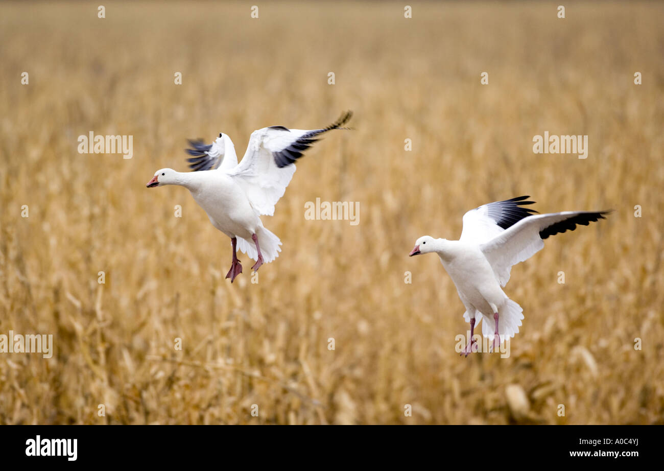 Bosque del Apache - New Mexico - USA Schneegänse Landung in einem Maisfeld Ojes des Neiges Chen Caerulescens füttern Stockfoto