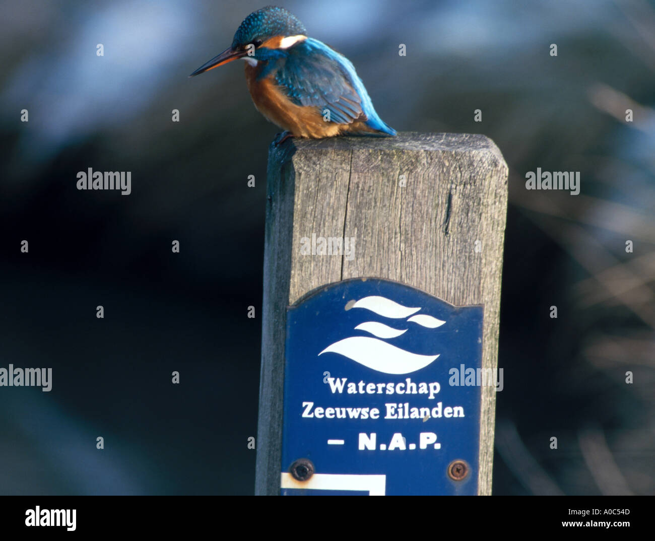 Eisvogel auf einem Schild Stockfoto