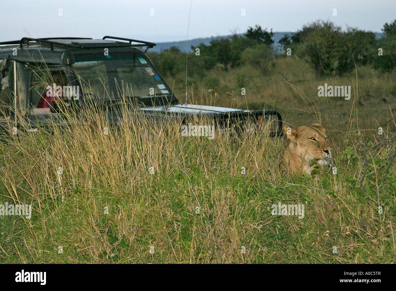 Löwe mit dem Jeep in der Maasai Mara Stockfoto