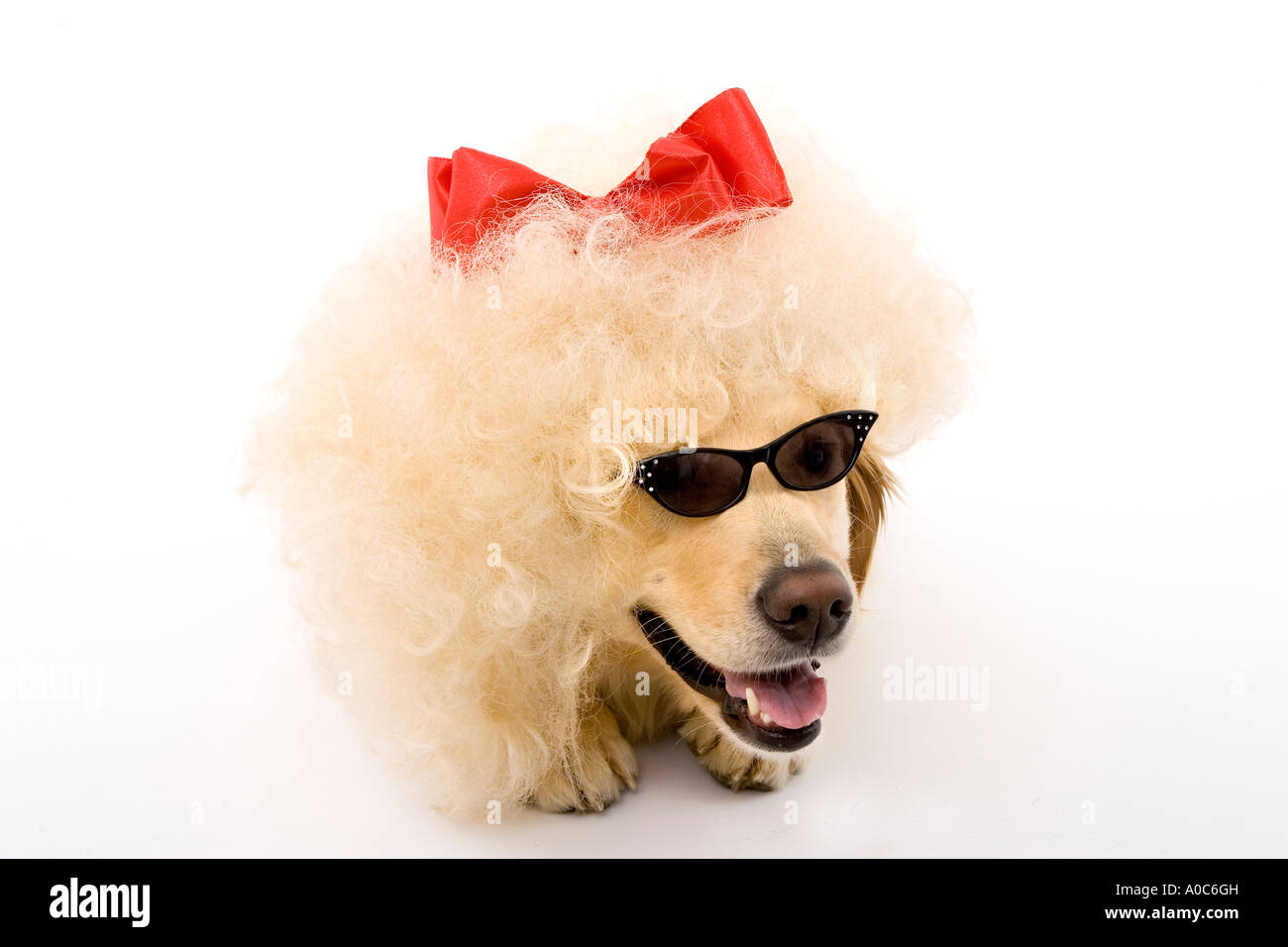 Big Hair Hund mit roter Schleife und Gläser Stockfoto