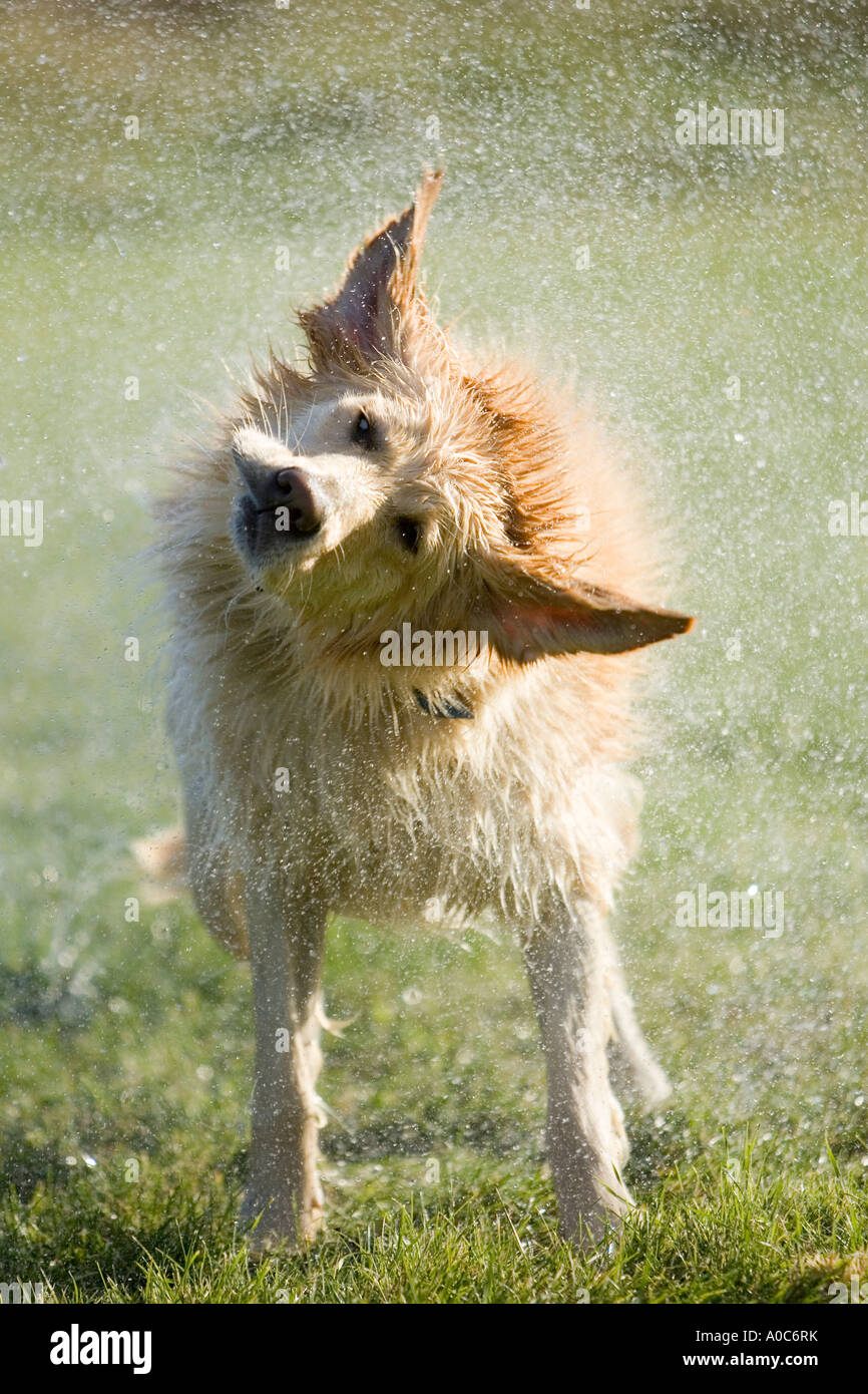 Golden Retriever Wasser abschütteln Stockfoto