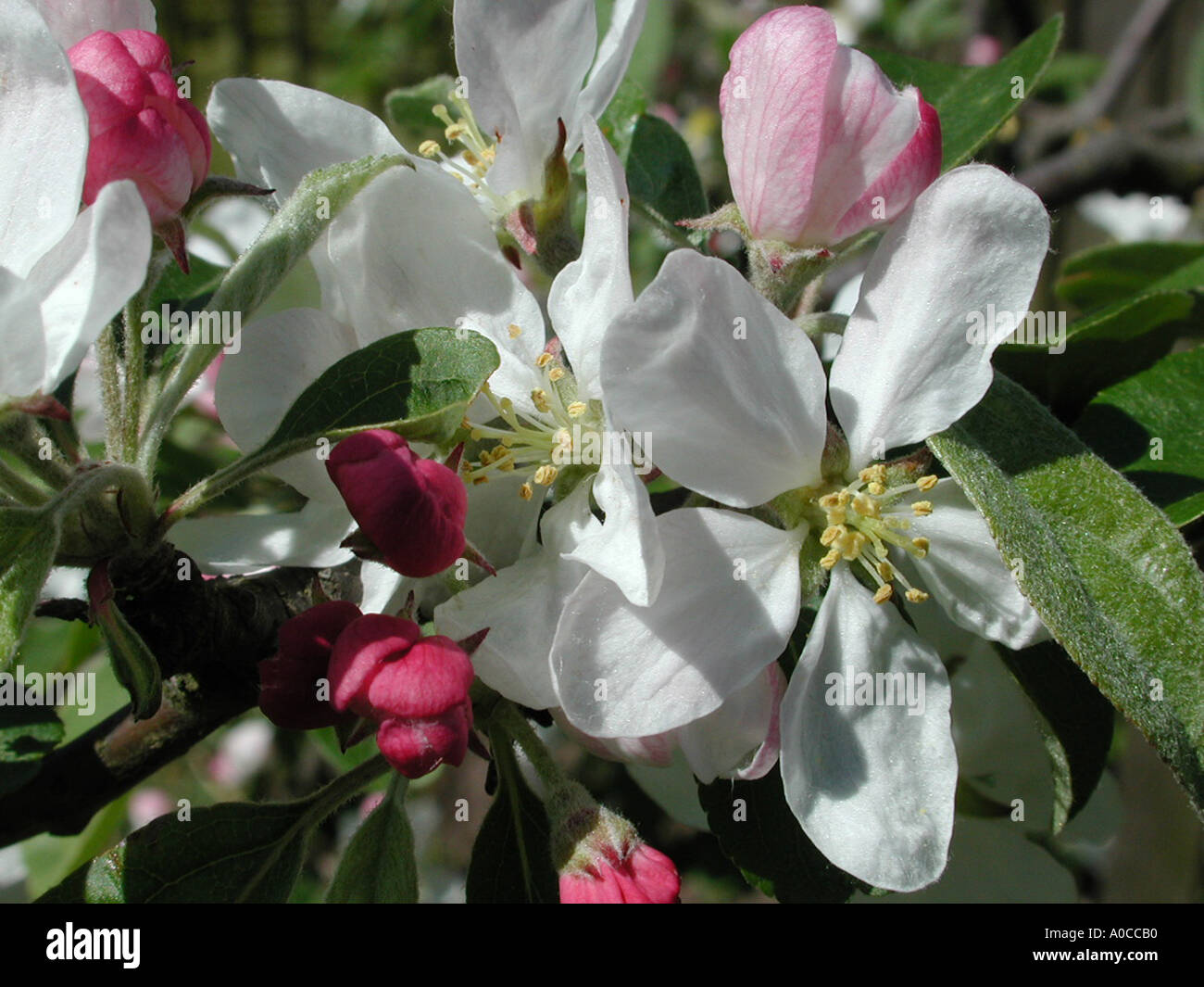 Crab Apple Blossom Stockfotografie Alamy