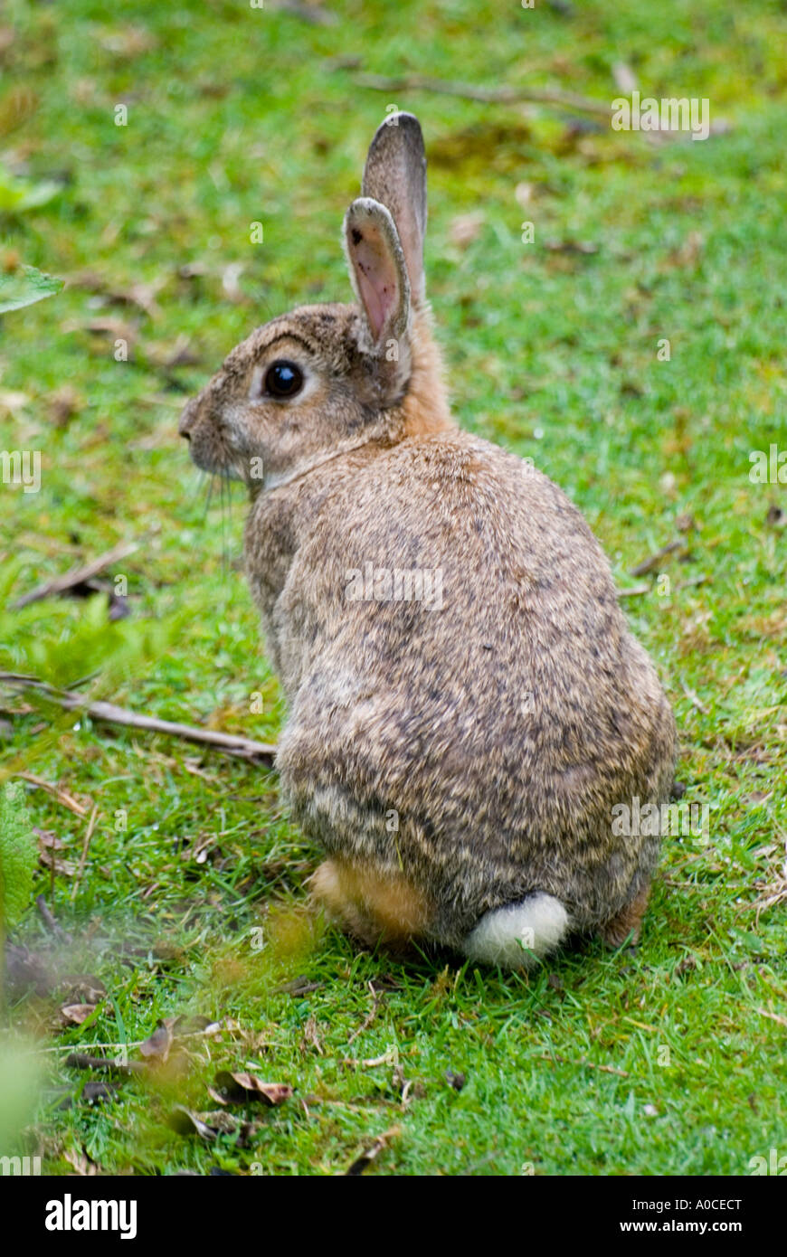 Ein wildes australisches Kaninchen Stockfoto