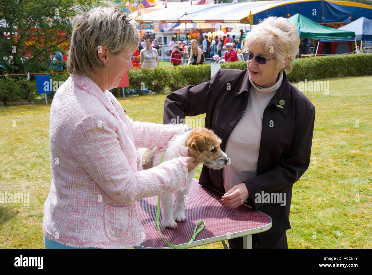 Beurteilung in einer Land-Hundeausstellung Tasamania Australien Stockfoto