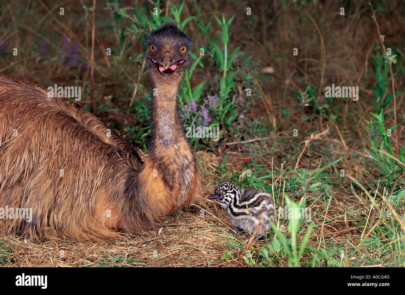 EMU Dromaius Novaehollandiae Männchen mit Küken Australien Stockfoto