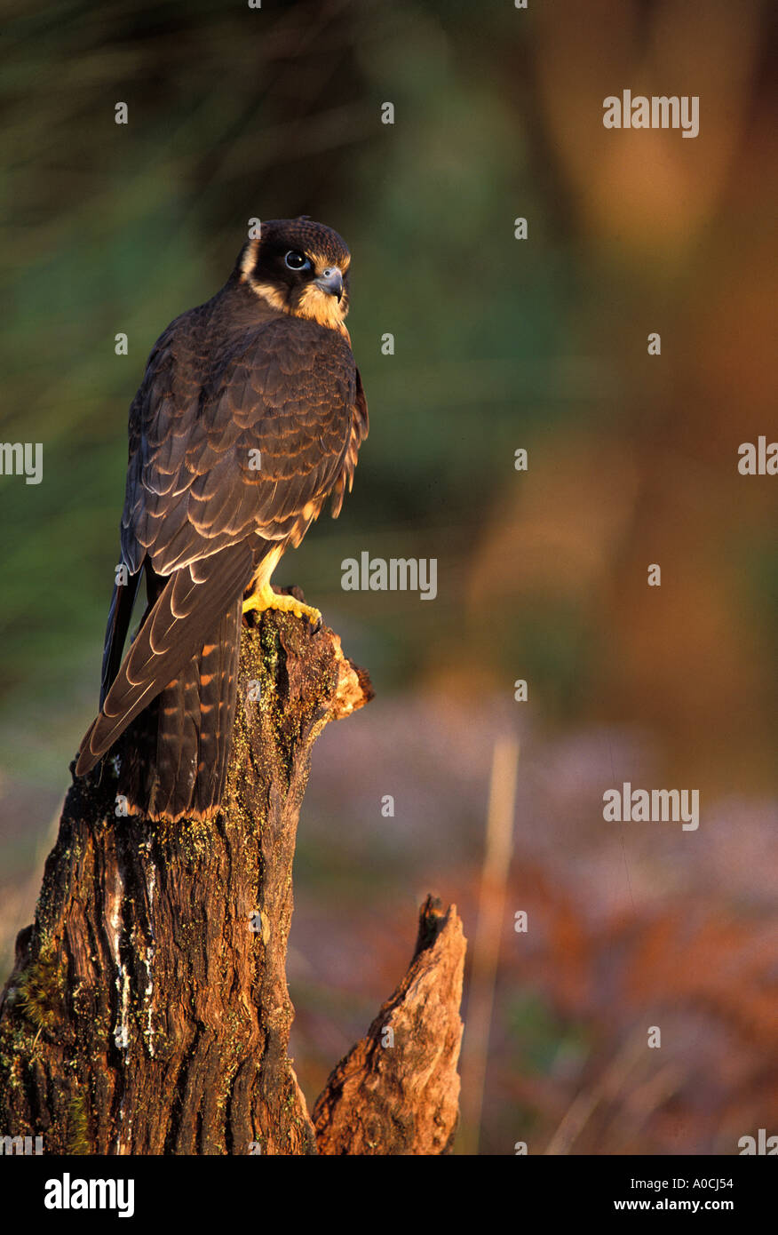 Australische Hobby Falco Longipennis erwachsenen männlichen Australien Stockfoto
