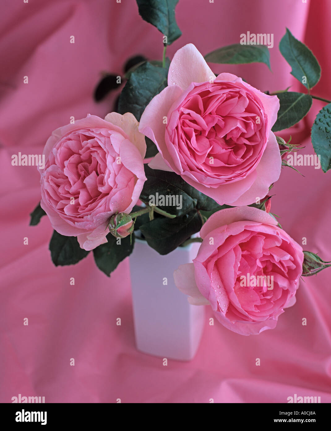 Rose Sceptered Isle English 1996 Stockfoto