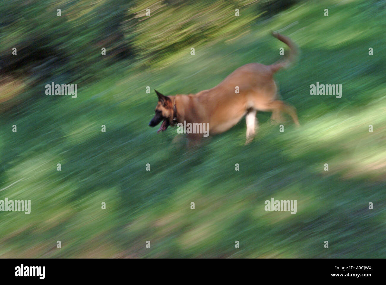 Ein Belgische Malinois Hund läuft einen Hügel hinunter Stockfoto
