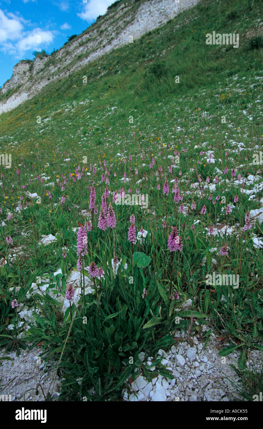 Dactylorhiza fuchsii wächst in bearbeitetem Kalksteinbruch Bedfordshire Stockfoto