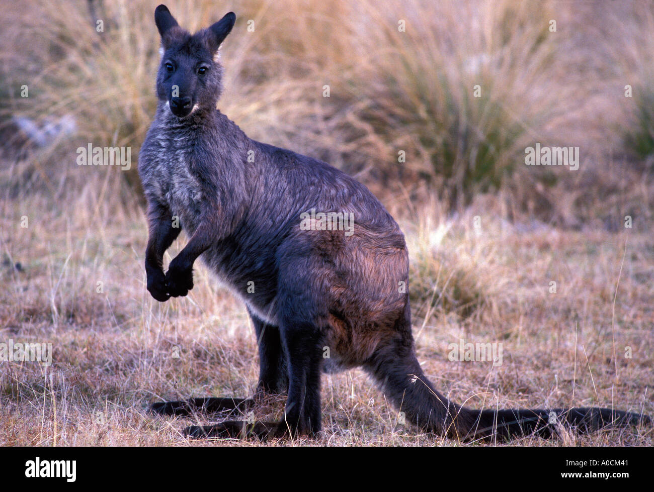 GEMEINSAMEN WALLAROO oder EURO Macropus Robustus erwachsenen männlichen Zentralaustralien Stockfoto