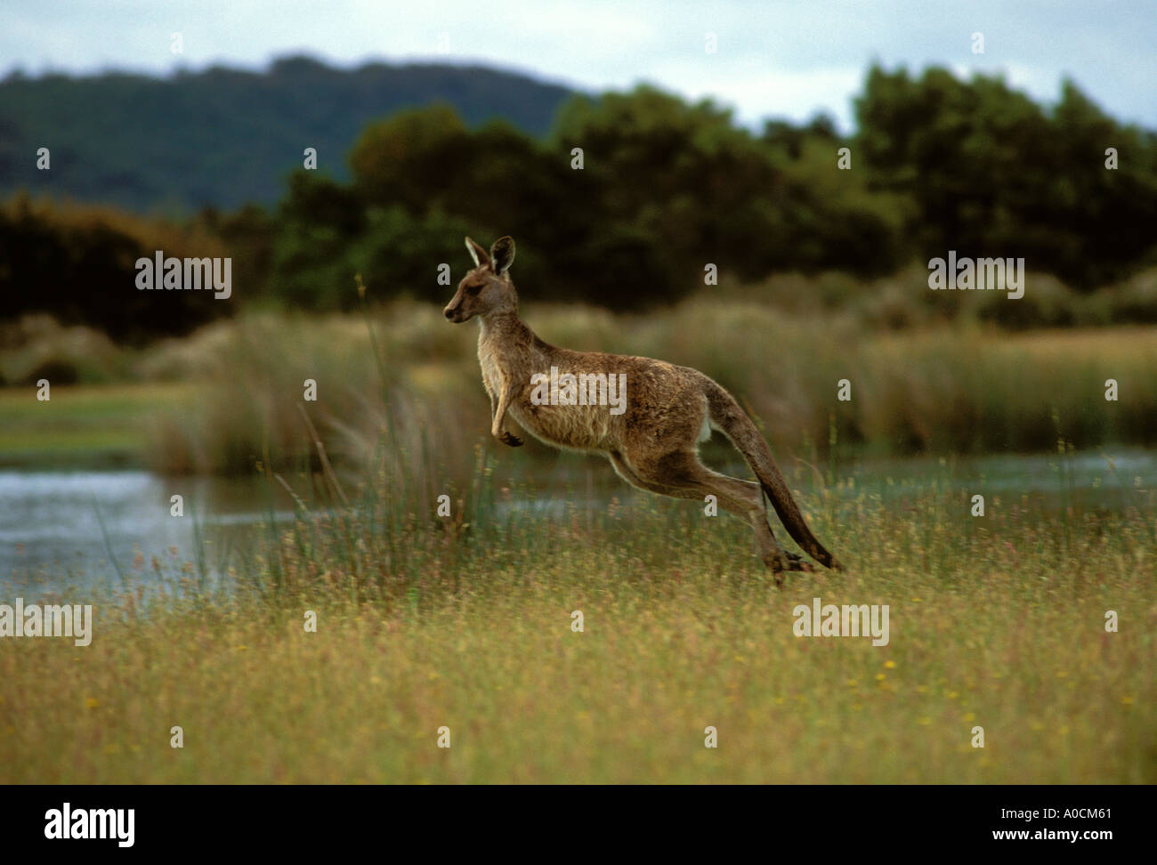 ÖSTLICHE graue Känguru Macropus Giganteus Männchen umgrenzenden Victoria Australien Stockfoto
