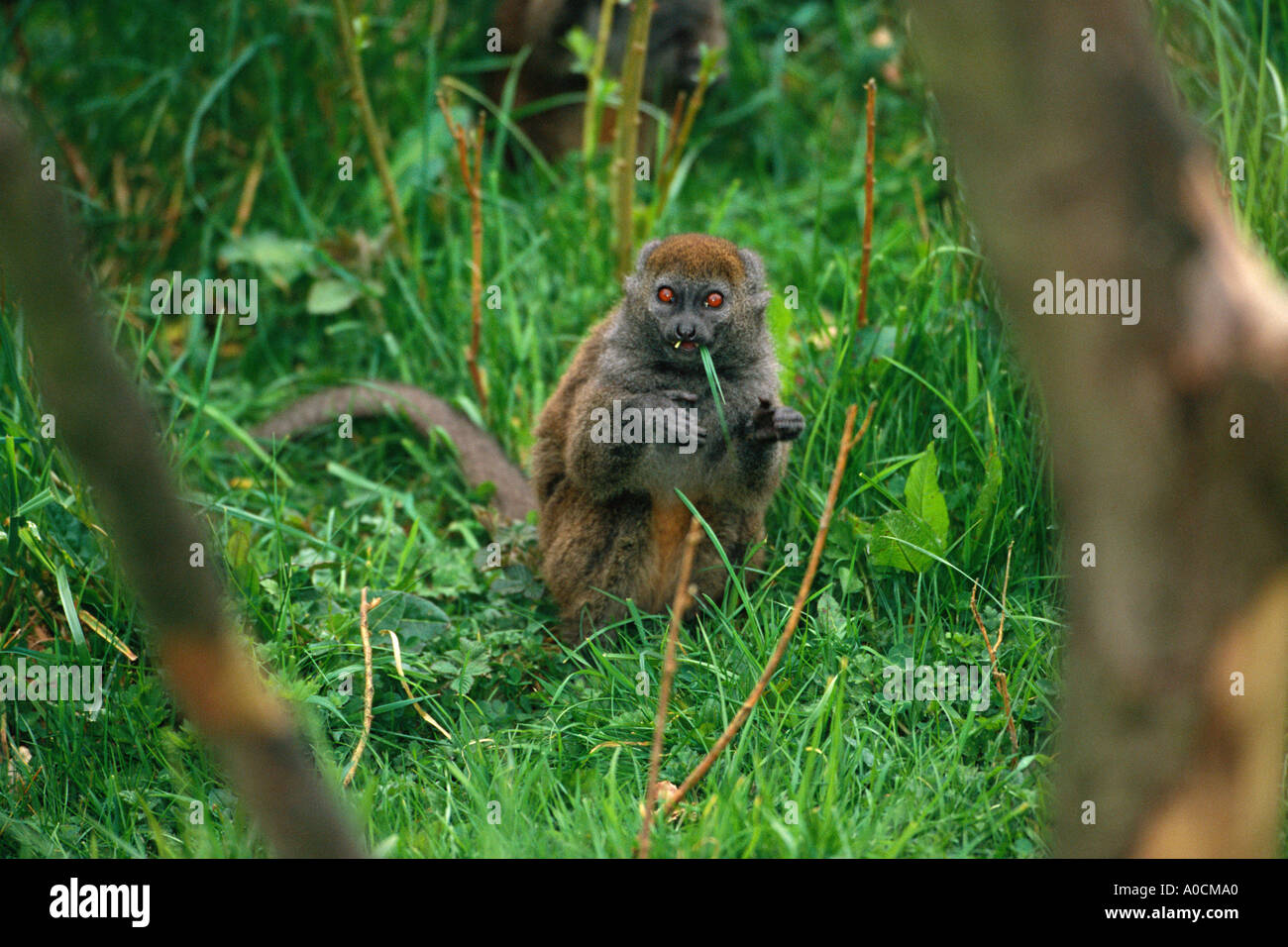 ALAOTRAN sanfte LEMUR Hapalemur früh Alaotrensis feuchten sumpfigen Wäldern von Madagaskar kritisch gefährdet Stockfoto
