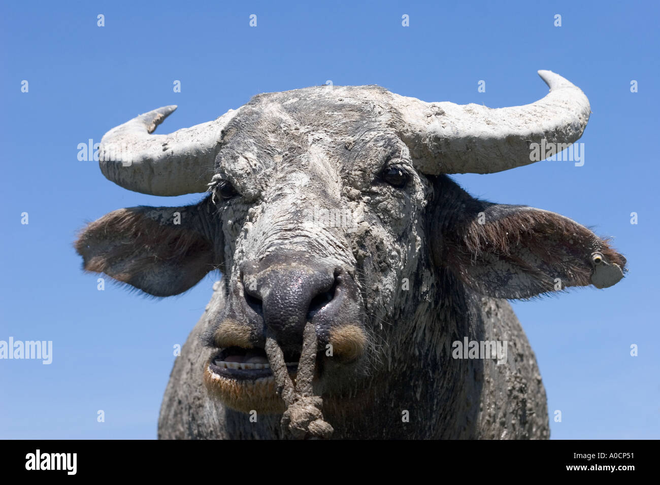 Malaysia Langkawi Ochsen Stockfoto