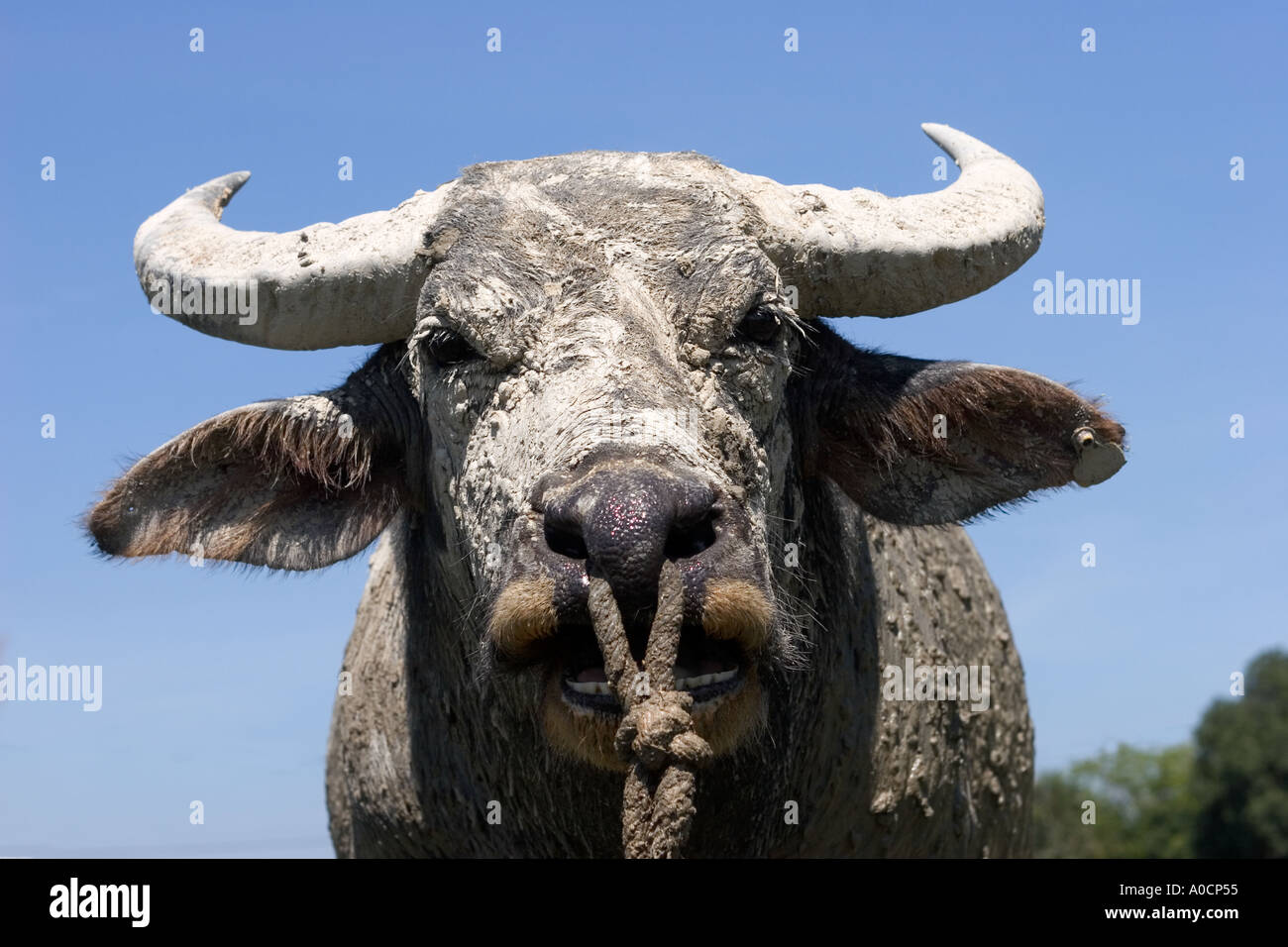 Ochsen Langkawi Malaysia Stockfoto